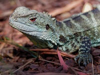 Agama vodni - Intellagama lesueurii howittii - Gippsland water dragon o4871